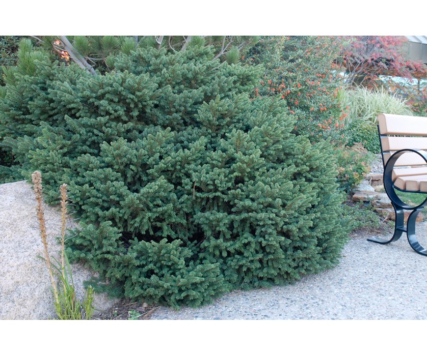 Birds Nest Spruce